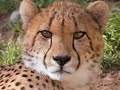 Bring Back the ROAR