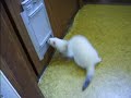 White Ferret vs. Cat Door