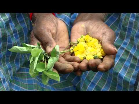 how to grow oxalis versicolor
