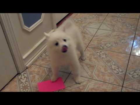10 week old Kade playing with toys