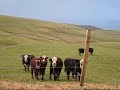 Muuuuu
