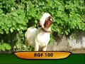 Alaminos Goat Farm Agri Link Show 2007