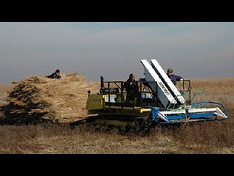 how to harvest phragmites