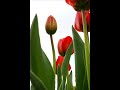 Gra Stanis?aw Santor - Romans A. Zarzyckiego.wmv