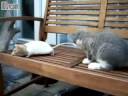Rat and kitten