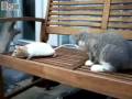 videos de Rat and kitten