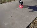 Border Collie Catching a Frisbee.