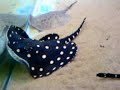 stingray fish