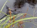 Snoek
