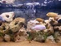 MIO ACQUARIO - dicembre 2009 - PC280027.AVI
