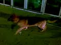 Mirco K-9 Team