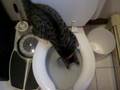 videos de Kittens do drink out of the toilet!