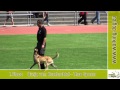 working-dog.eu Trailer of the Year 2010