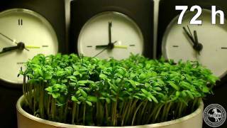 Time Lapse - Garden Cress