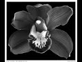 Lithium Cymbidium - com voz