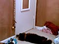 Norwegian Forest Cat tries to open door