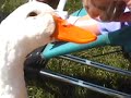 Duck Dog