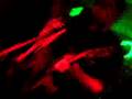 The Athens -- Wasted Youth