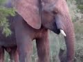 African Safari