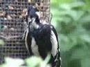 Woodpecker