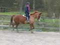 6 yrs 15.2 hh Chestnut - Cheshire