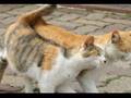 猫画像によるAdobe Premiere Proエフェクト