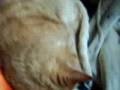 Windhund und Katzen - das geht sehr oft!!