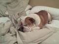Kwyjibo The Bulldog Snoring