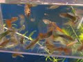 Guppy Movie