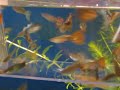 Guppy Movie
