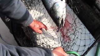 Winter Chinook and Crab