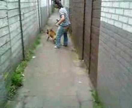 kangal vs pitbull