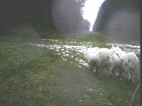 SAMOYED