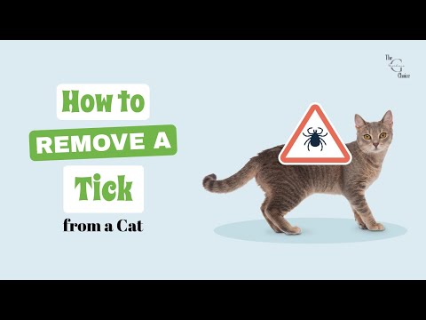 video-linktoworks-How to Remove a Tick from a Cat - The Guardians Choice
