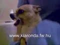 Ronda kutya Ronda kutya
