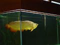 Spoon Head Gold Bar Cross Back Golden Arowana Spoon Head Gold Bar Cross Back Golden Arowana