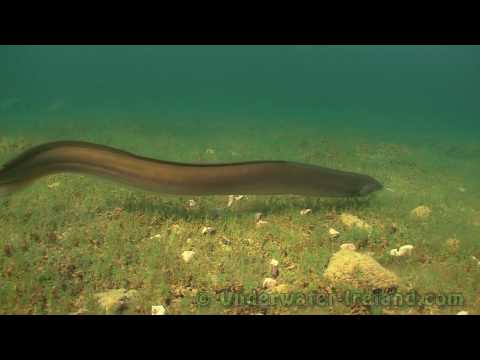 how to care for a freshwater eel