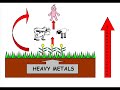 Heavy Metal Toxicity project