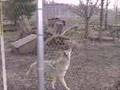Twister Jumps at Wolf Park