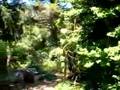 Gordon's Shade Garden