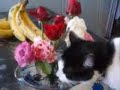 Lily The Thirsty Cat Drinks With Flowers In Her Hair