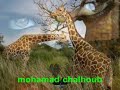 mohamad chalhoub ???? ????? ??? ??????? mohamad chalhoub ???? ????? ??? ???????