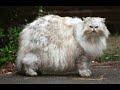 Fat Animals