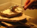 Hand feeding Petrosaurus Thalassinus