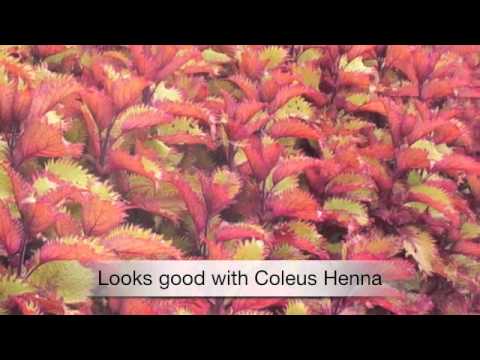 how to fertilize celosia