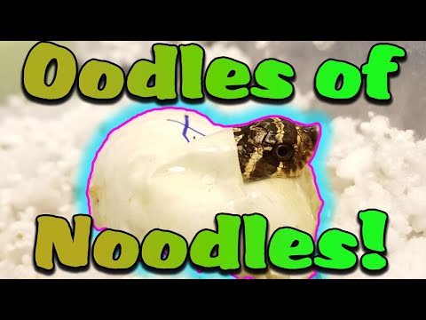 YouTube reptile video