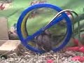 hamster petaro
