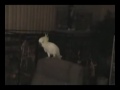 pap?ga pap?ga