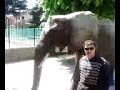 ALLARME ELEFANTE A CITTA\ ALLARME ELEFANTE A CITTA\