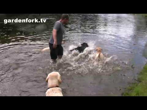 Labrador Puppy Charlie swims